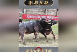 斗牛视频,热血沸腾的竞技对决