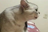 猫叫视频,揭秘猫叫声背后的秘密