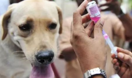 狂犬病视频,从视频看病毒传播与预防措施