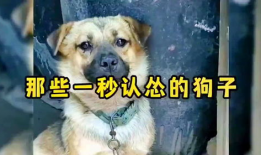 狗狗视频大全搞笑视频,视频大全里的欢乐时光